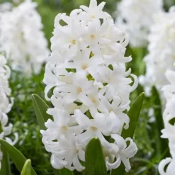 Hot Hyacint - Sæt med 20 - Hyacinthus 'Carnegie' - Blomsterløg - Hvid Frø