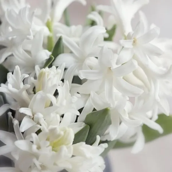 Hot Hyacint - Sæt med 20 - Hyacinthus 'Carnegie' - Blomsterløg - Hvid Frø