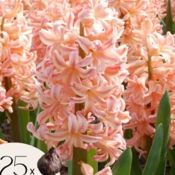 Frø^Hyacint - Sæt med 25 - Hyacinthus 'Gipsy Queen' - Blomsterløg - Orange