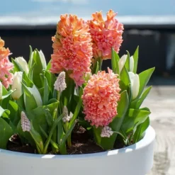 Frø^Hyacint - Sæt med 25 - Hyacinthus 'Gipsy Queen' - Blomsterløg - Orange