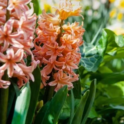 Frø^Hyacint - Sæt med 25 - Hyacinthus 'Gipsy Queen' - Blomsterløg - Orange