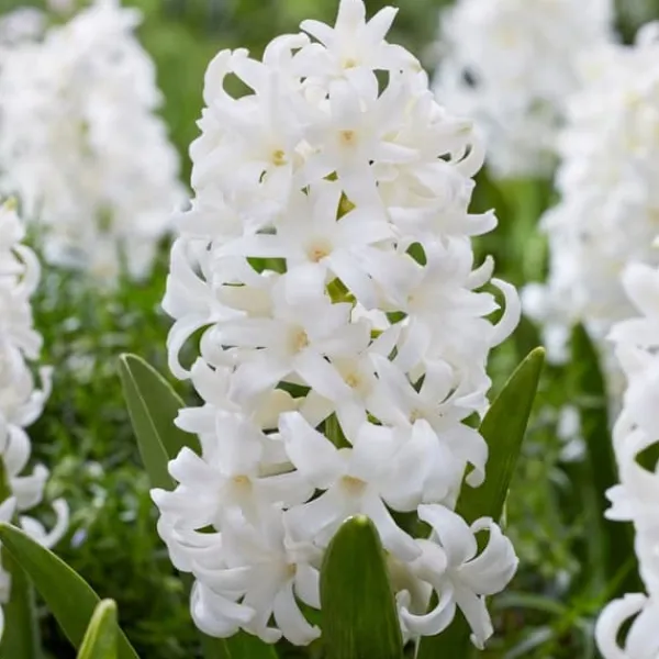 Frø^Hyacint - Sæt med 10 - Hyacinthus 'Carnegie' - Blomsterløg - Hvid