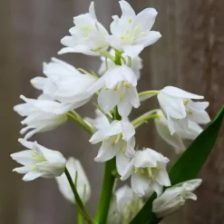 Sale Hyacint blanding - Sæt med 40 - Hyacinthoides Hispanica - Blomsterløg Frø