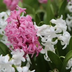 Frø^Hyacint blanding - Sæt med 20 - Hyacinthus - Blomsterløg - Flerfarvet