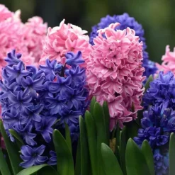 Frø^Hyacint blanding - Sæt med 10 - Hyacinthus - Blomsterløg - Flerfarvet