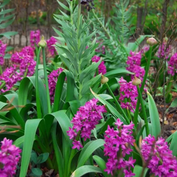 Frø^Hyacintløg - 10 stk. sæt - Hyacinthus 'Purple Voice' - Blomsterløg