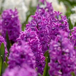 Frø^Hyacintløg - 10 stk. sæt - Hyacinthus 'Purple Voice' - Blomsterløg