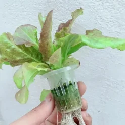 Kit Til Plante- & Urtedyrkning^Hydroponisk dyrkningssystem - Dyrkningssæt - 72 huller - PVC - Til grøntsager - Hvid