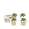 Discount Hydroponisk Vækstsysteem, 4 Spande, Effektiv Vandpumpe,lys gul Kit Til Plante- & Urtedyrkning
