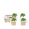 Hydroponisk Vækstsysteem, 5-Spand Opsætning, Fuldstændige Tilbehør Inkluderet,HVID Kit Til Plante- & Urtedyrkning