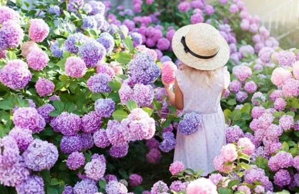 Sale INCO FLOROVIT HORTENSIA 1L IN Gødningsmidler