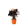 Online Inkakrone - Calathea crocata 'Tassmania' - Højde 40-50cm - ⌀14cm Krukkeplanter Indendørs