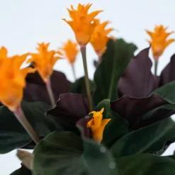 Online Inkakrone - Calathea crocata 'Tassmania' - Højde 40-50cm - ⌀14cm Krukkeplanter Indendørs