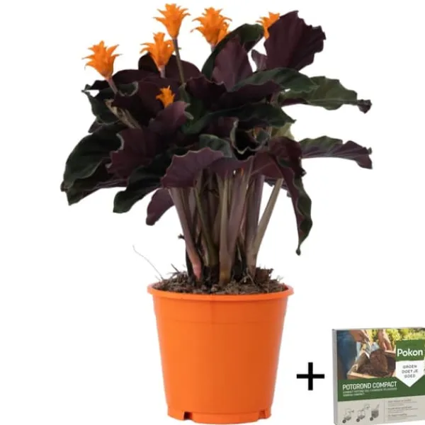 Sale Inkakrone - Calathea crocata 'Tassmania' - Højde 40-50cm - ⌀14cm Krukkeplanter Indendørs