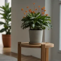 Sale Inkakrone - Calathea crocata 'Tassmania' - Højde 40-50cm - ⌀14cm Krukkeplanter Indendørs