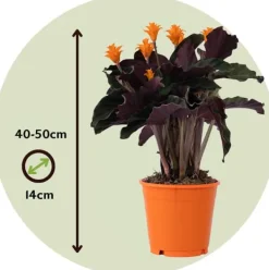 Krukkeplanter Indendørs^Inkakrone - Sæt med 2 - Calathea crocata 'Tassmania' - Højde 40-50cm - ⌀14cm