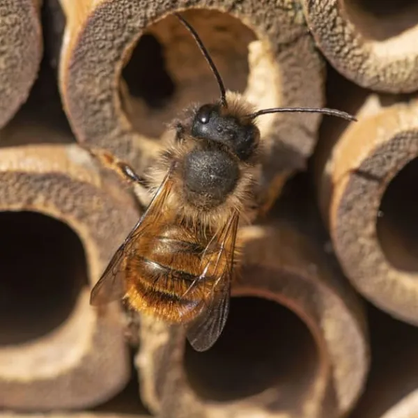 Insektshotel, 26,5x17x19 cm, Naturtræ Til Fugle & Småvildt