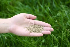 Hot Invest Green Universal Selvkomprimerende Græsblanding 5 kg 200 m² Frø