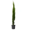 Clearance Italiensk cypres - Cupressus sempervirens - Højde 70-80cm - ⌀19cm Haveplanter