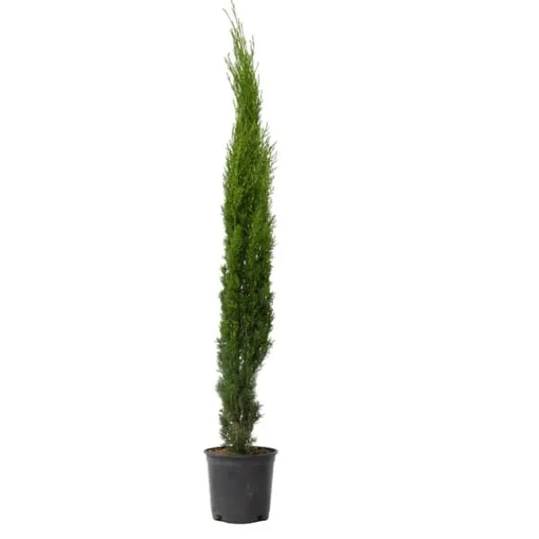 Clearance Italiensk cypres - Cupressus sempervirens - Højde 70-80cm - ⌀19cm Haveplanter