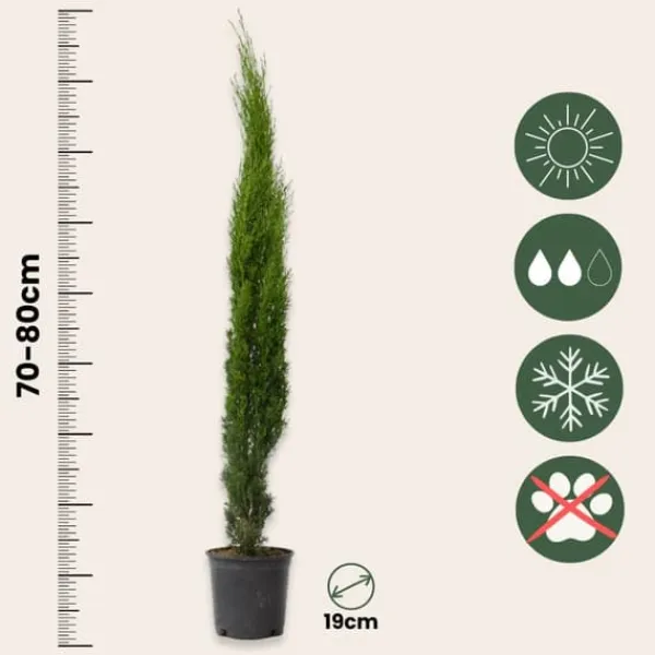 Hot Italiensk cypres - Sæt med 2 - Cupressus sempervirens - Højde 70-80cm - ⌀19cm Træ