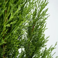 Hot Italiensk cypres - Sæt med 2 - Cupressus sempervirens - Højde 70-80cm - ⌀19cm Træ