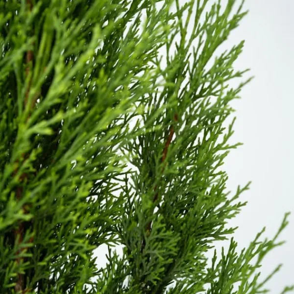 Hot Italiensk cypres - Sæt med 2 - Cupressus sempervirens - Højde 70-80cm - ⌀19cm Træ