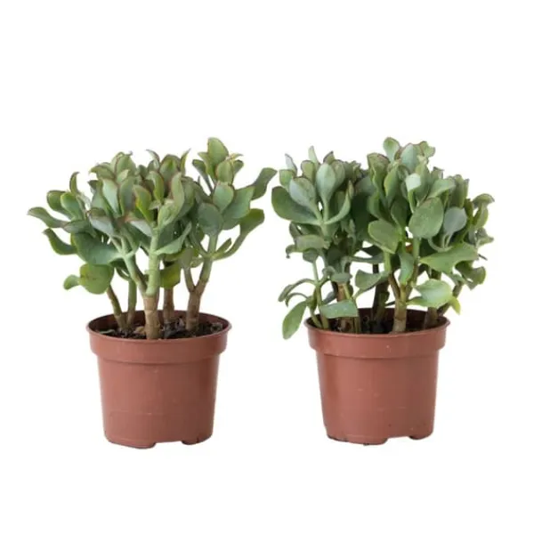 Krukkeplanter Indendørs^Jadeplante - 2 stk - Crassula arborescens 'Curly' - Potte 12 cm