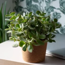 Krukkeplanter Indendørs^Jadeplante - Crassula arborescens 'Curly' - Højde 15-25 cm - Potte 12 cm