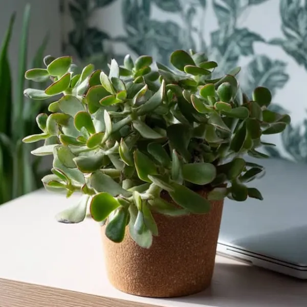Krukkeplanter Indendørs^Jadeplante - Crassula arborescens 'Curly' - Højde 15-25 cm - Potte 12 cm