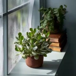 Krukkeplanter Indendørs^Jadeplante - Crassula arborescens 'Curly' - Højde 15-25 cm - Potte 12 cm