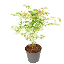 Clearance Japansk ahorn - Acer palmatum 'Ukigumo' - Højde 50-60cm - ⌀19cm Træ
