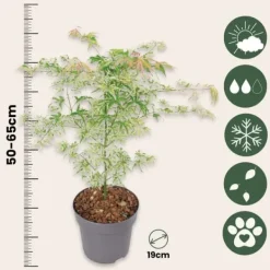 Clearance Japansk ahorn - Acer palmatum 'Ukigumo' - Højde 50-60cm - ⌀19cm Træ