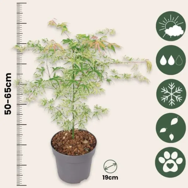 Clearance Japansk ahorn - Acer palmatum 'Ukigumo' - Højde 50-60cm - ⌀19cm Træ