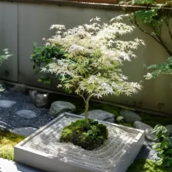 Clearance Japansk ahorn - Acer palmatum 'Ukigumo' - Højde 50-60cm - ⌀19cm Træ