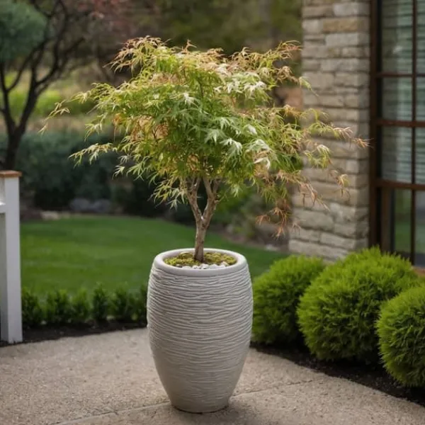 Clearance Japansk ahorn - Acer palmatum 'Ukigumo' - Højde 50-60cm - ⌀19cm Træ