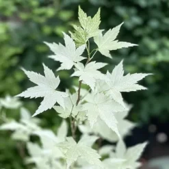 Clearance Japansk ahorn - Acer palmatum 'Ukigumo' - Højde 50-60cm - ⌀19cm Træ