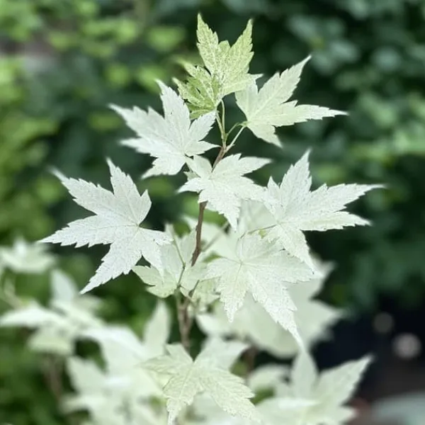 Clearance Japansk ahorn - Acer palmatum 'Ukigumo' - Højde 50-60cm - ⌀19cm Træ