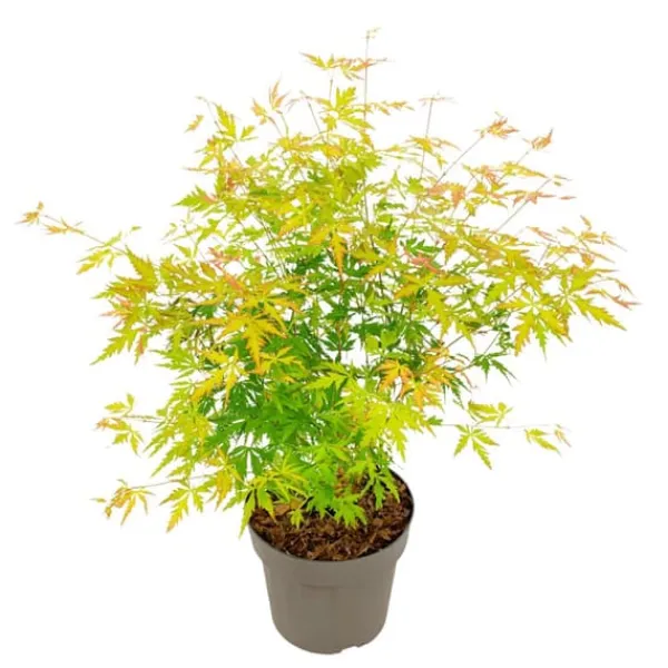 Hot Japansk ahorn - Acer palmatum 'Orange Lace' - Højde 60-70cm - ⌀19cm Træ