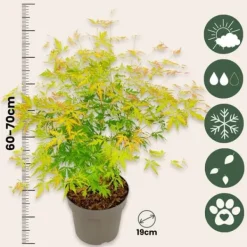 Hot Japansk ahorn - Acer palmatum 'Orange Lace' - Højde 60-70cm - ⌀19cm Træ