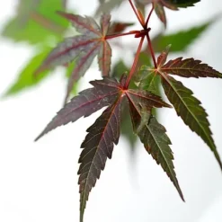Træ^Japansk ahorn - Acer palmatum 'Starfish' - Højde 60-70cm - ⌀19cm
