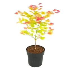 Træ^Japansk ahorn - Acer palmatum 'Moonrise' - Højde 40-50cm - ⌀19cm