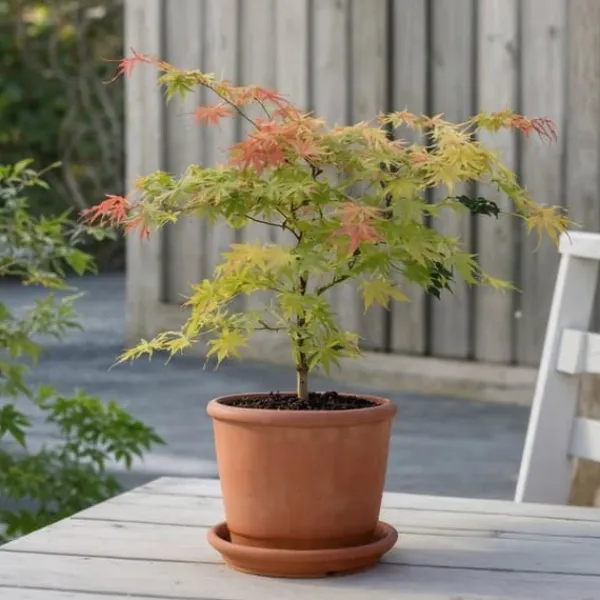 Træ^Japansk ahorn - Acer palmatum 'Moonrise' - Højde 40-50cm - ⌀19cm