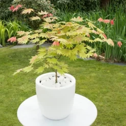 Træ^Japansk ahorn - Acer palmatum 'Moonrise' - Højde 40-50cm - ⌀19cm