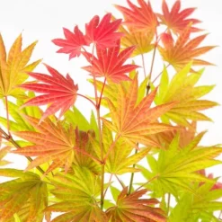 Træ^Japansk ahorn - Acer palmatum 'Moonrise' - Højde 40-50cm - ⌀19cm