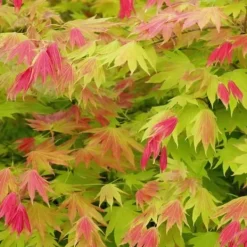Træ^Japansk ahorn - Acer palmatum 'Moonrise' - Højde 40-50cm - ⌀19cm