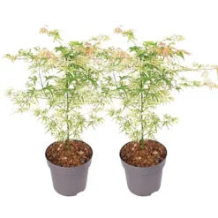 Træ^Japansk ahorn - Sæt med 2 - Acer palmatum 'Ukigumo' - Højde 50-60cm - ⌀19cm