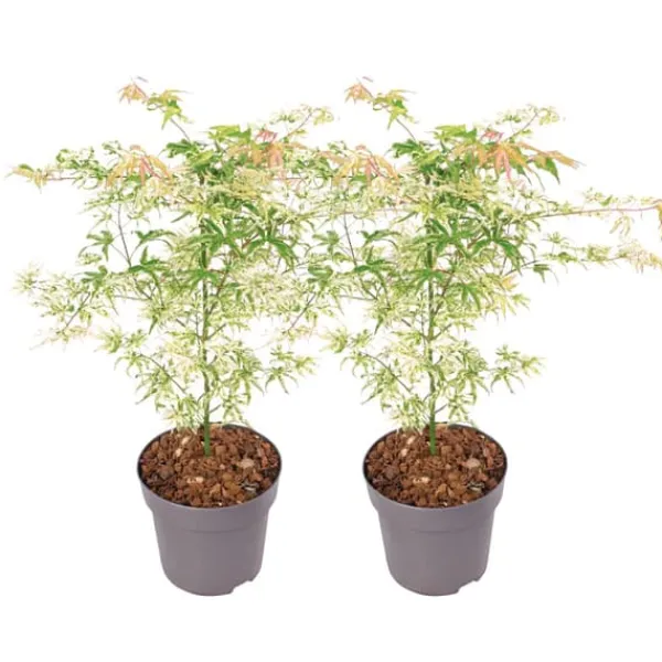 Træ^Japansk ahorn - Sæt med 2 - Acer palmatum 'Ukigumo' - Højde 50-60cm - ⌀19cm