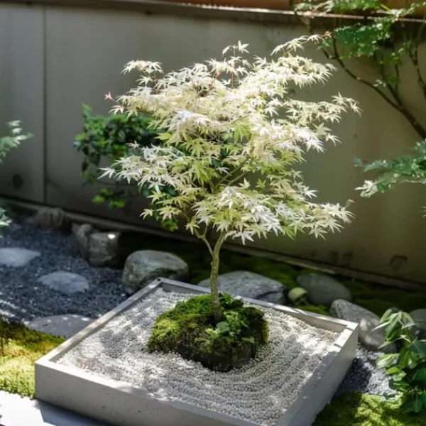 Træ^Japansk ahorn - Sæt med 2 - Acer palmatum 'Ukigumo' - Højde 50-60cm - ⌀19cm