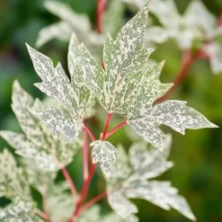 Træ^Japansk ahorn - Sæt med 2 - Acer palmatum 'Ukigumo' - Højde 50-60cm - ⌀19cm